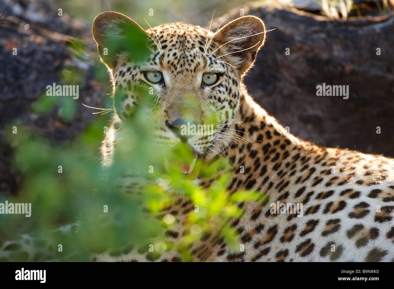 Leopard repose dans le bush, Kruger National Park, Afrique du Sud Banque D'Images