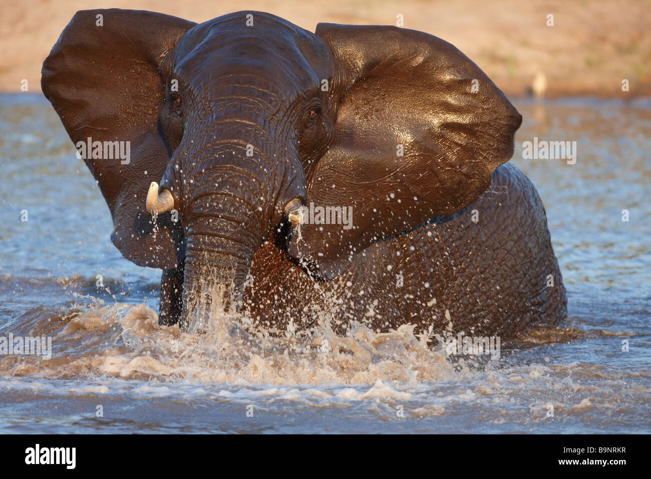 Dans un trou d'éléphant agressives, Kruger National Park, Afrique du Sud Banque D'Images