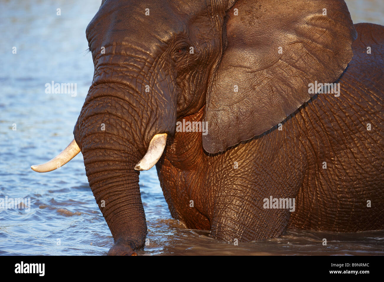 Elephant se vautrer dans un étang, Kruger National Park, Afrique du Sud Banque D'Images