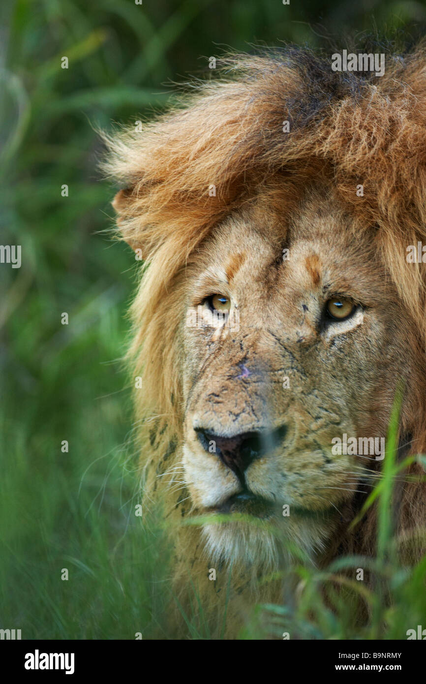 Portrait de lion en attente dans la brousse, Kruger National Park, Afrique du Sud Banque D'Images