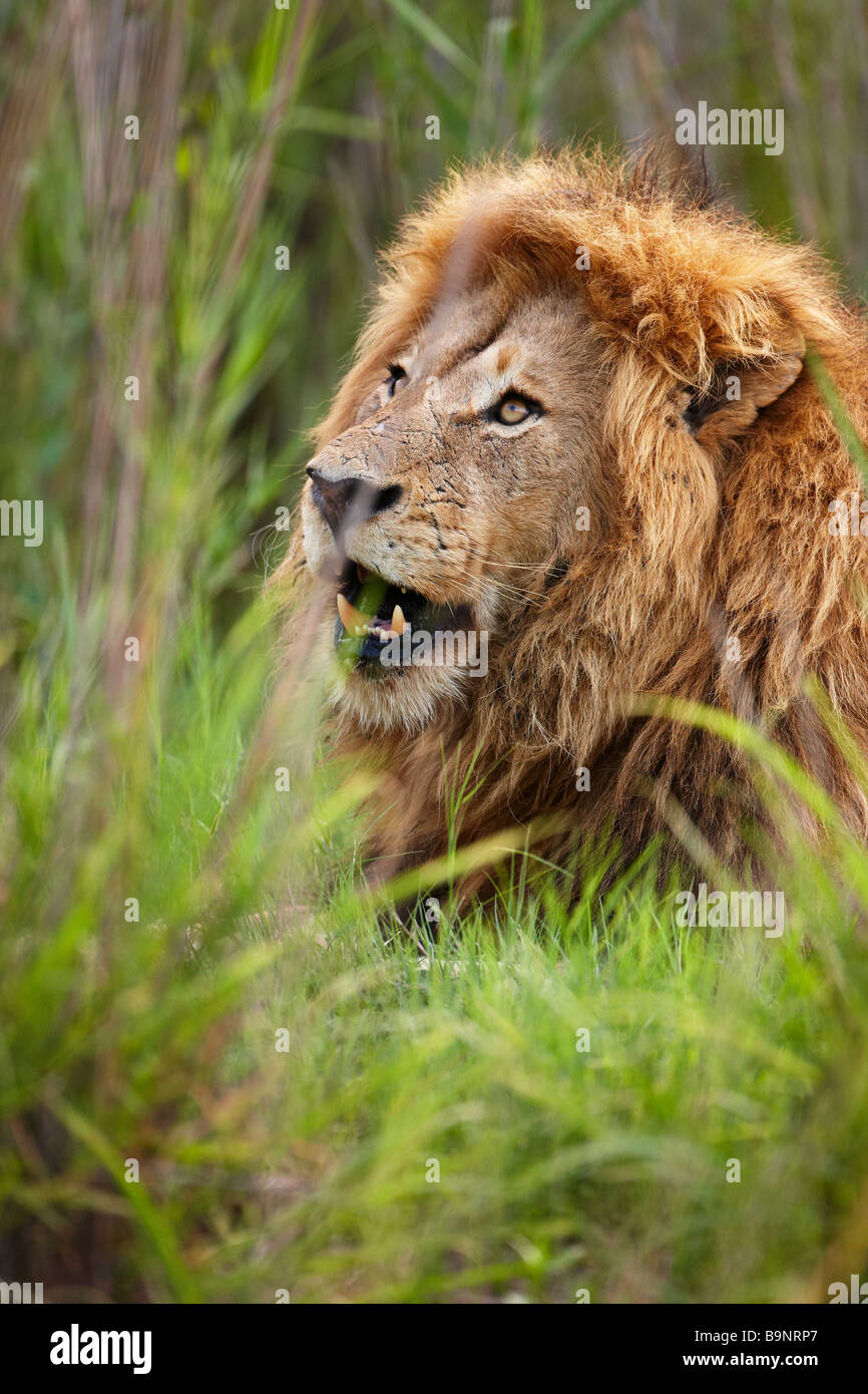 Portrait d'un homme lion dans la brousse, Kruger National Park, Afrique du Sud Banque D'Images