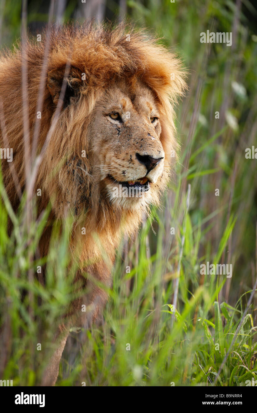 Portrait d'un homme lion dans la brousse, Kruger National Park, Afrique du Sud Banque D'Images