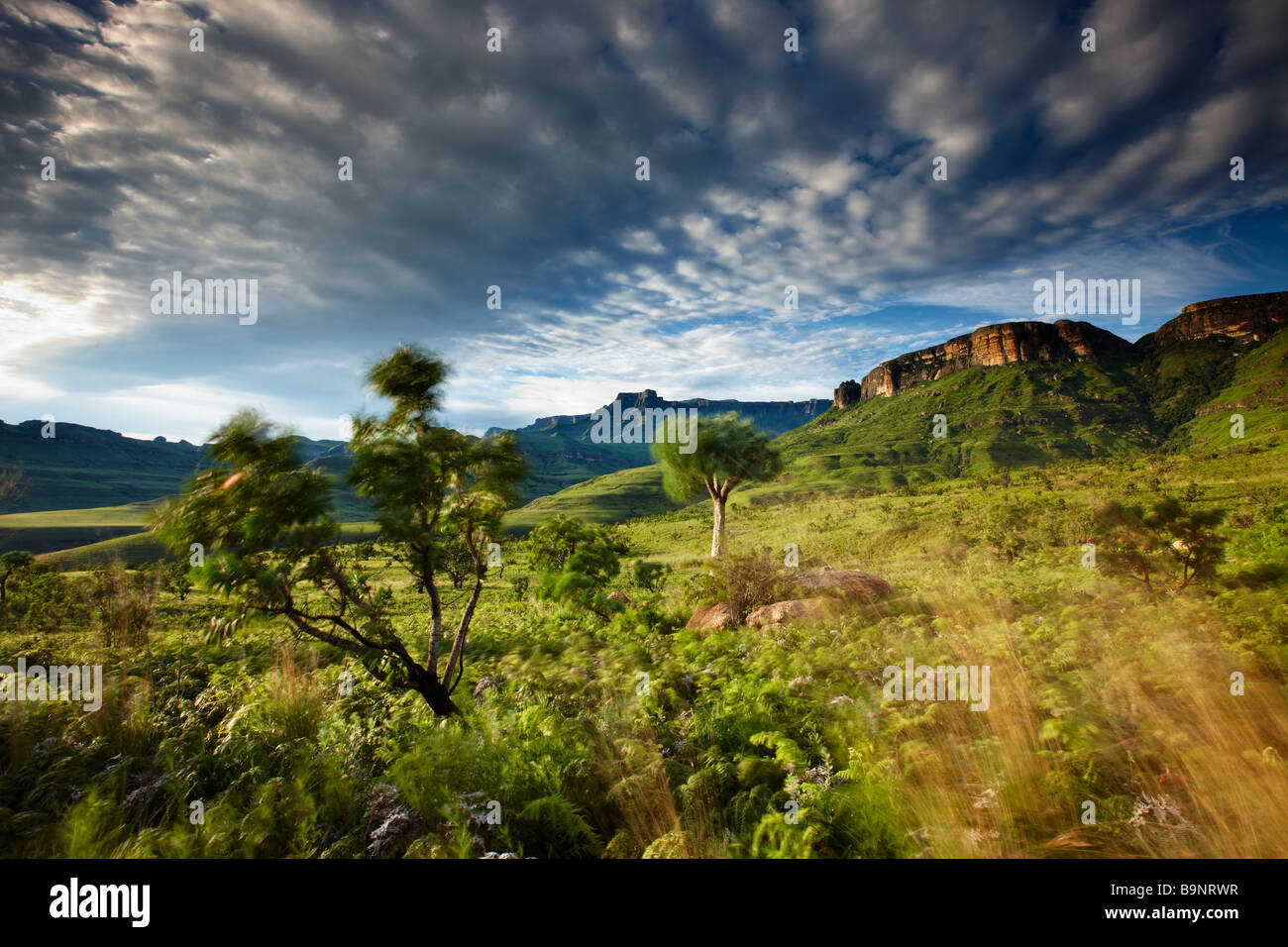 L'Amphithéâtre, le Parc National Royal Natal, montagnes du Drakensberg, KwaZulu Natal, Afrique du Sud Banque D'Images
