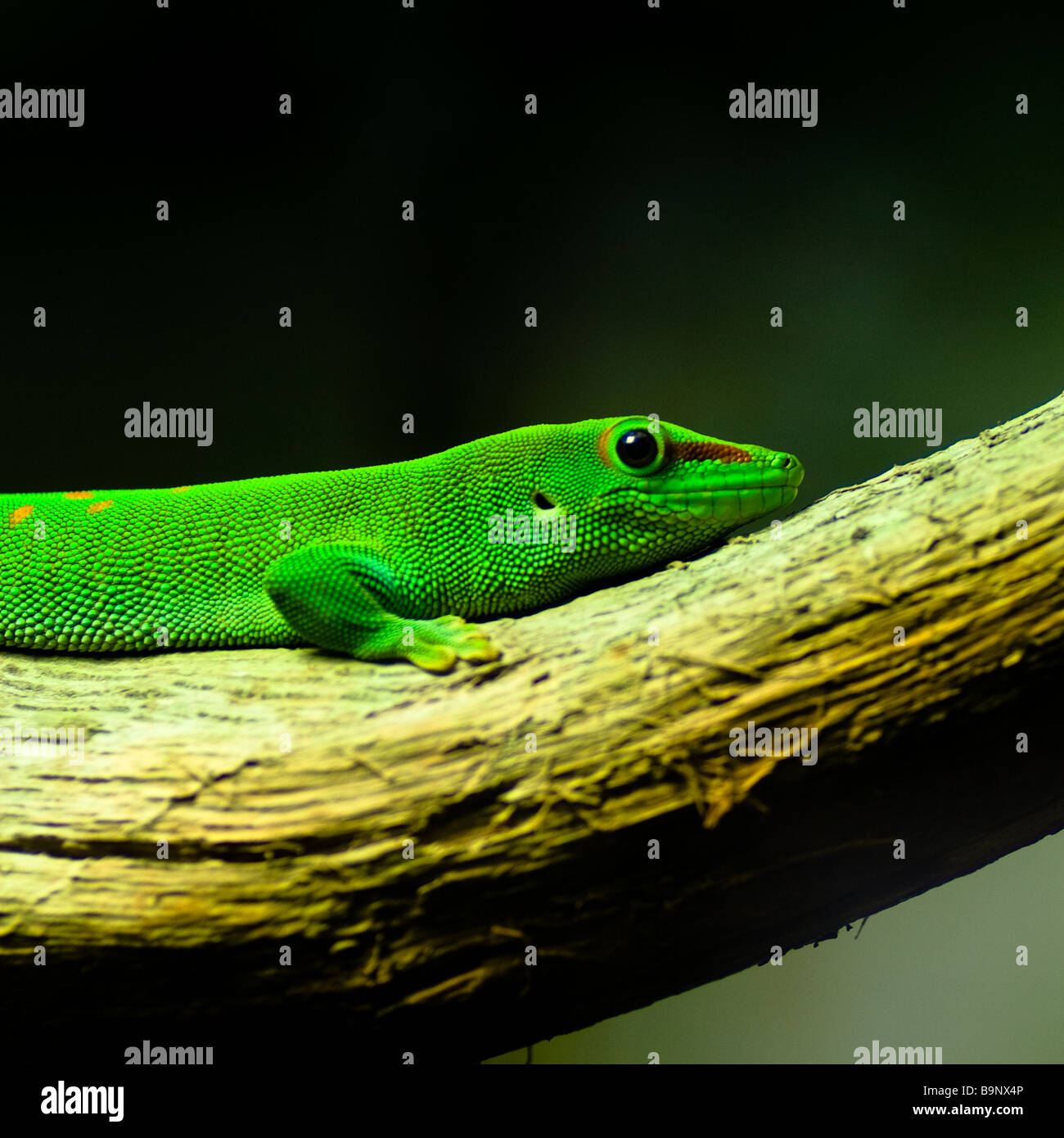 Un jour Madagascar Gecko repose sur une branche d'arbre. Banque D'Images