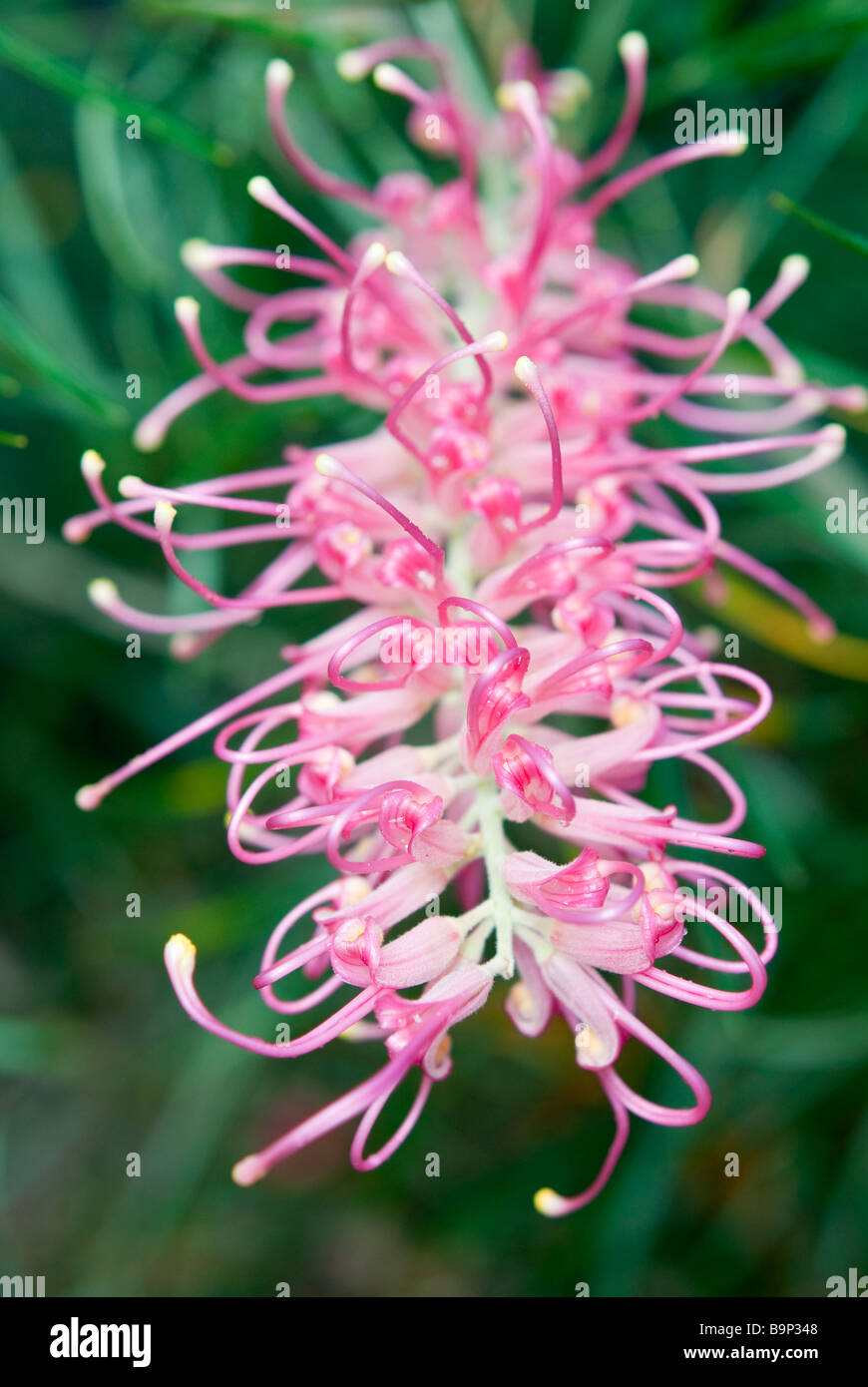 Grevillea 'Misty' floraison rose d'été à Sydney Banque D'Images