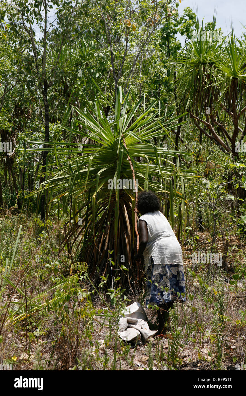 Femme autochtone la récolte des plantes pour faire des souvenirs traditionnels, la terre d'Arnhem, Australie Banque D'Images