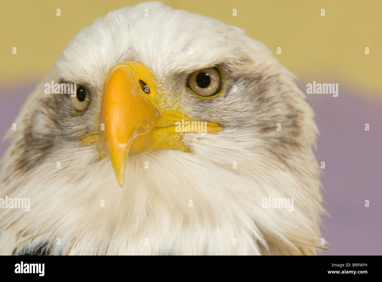 L'aigle chauve américain Banque D'Images