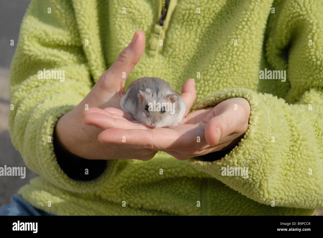 Woman holding pet hamster nain russe Banque D'Images