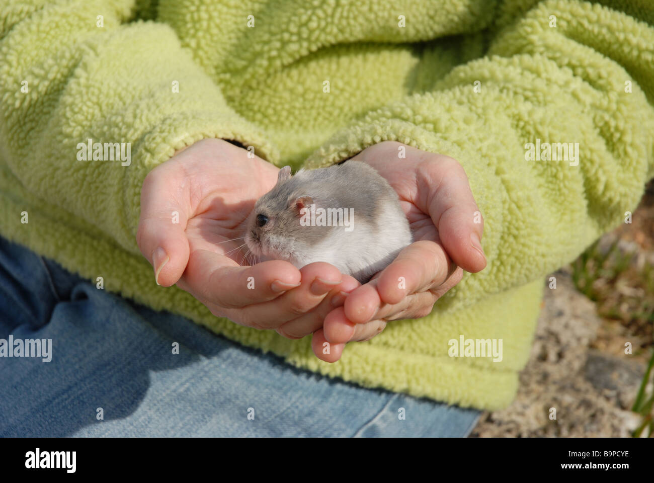 Animal hamster nain russe dans les mains du propriétaire Banque D'Images