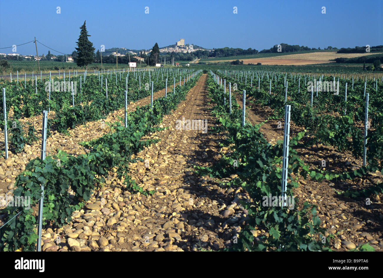 Châteauneuf-du-Pape, vignoble les vignes ou les vignobles, Côtes-du-Rhône, Vaucluse, Provence, France Banque D'Images