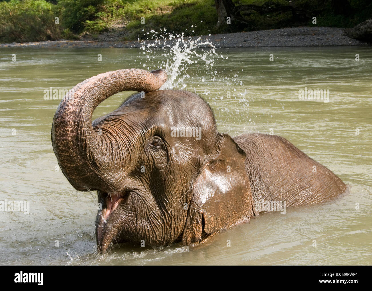 L'éléphant de Sumatra se baigner dans la rivière à Tangkahan Banque D'Images