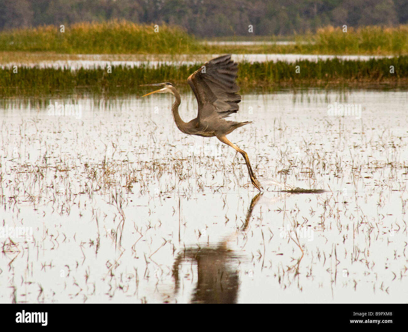 Flying blue heron,Floride,USA Banque D'Images