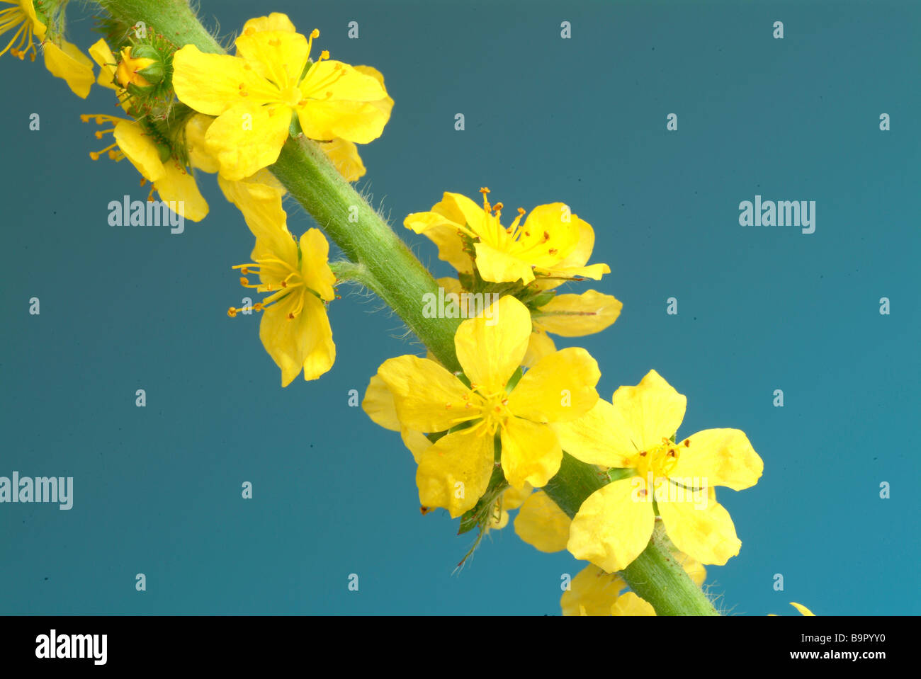 Plante médicinale commune Odermennig Aigremoine Agrimonia eupatoria Banque D'Images