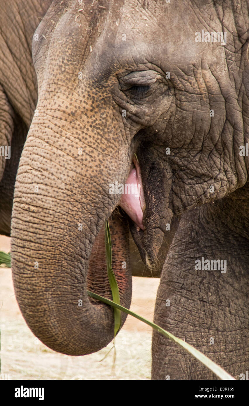 Mange de l'herbe de l'éléphant en Floride, USA Banque D'Images