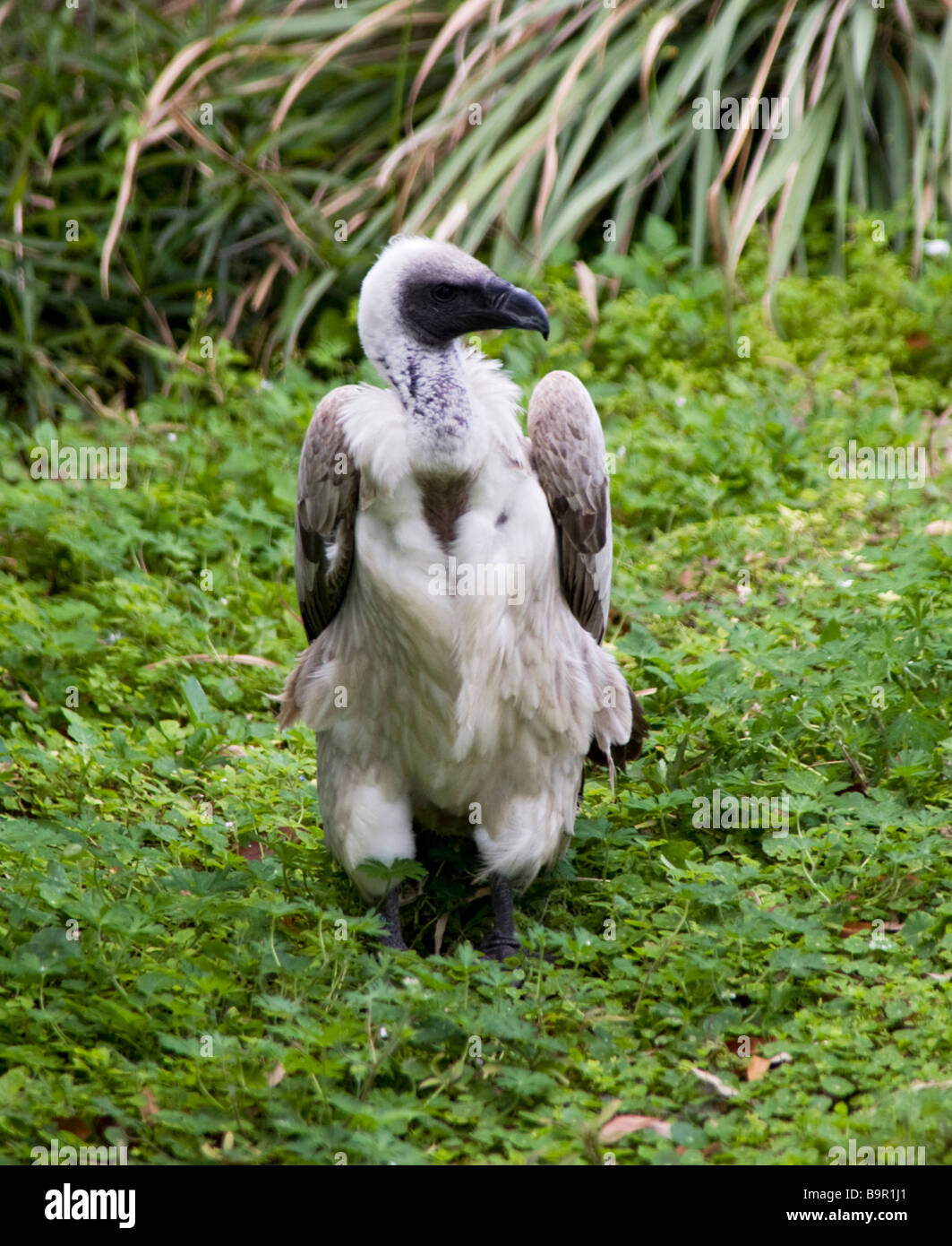 Séance d'oiseaux vautour,Floride,USA Banque D'Images