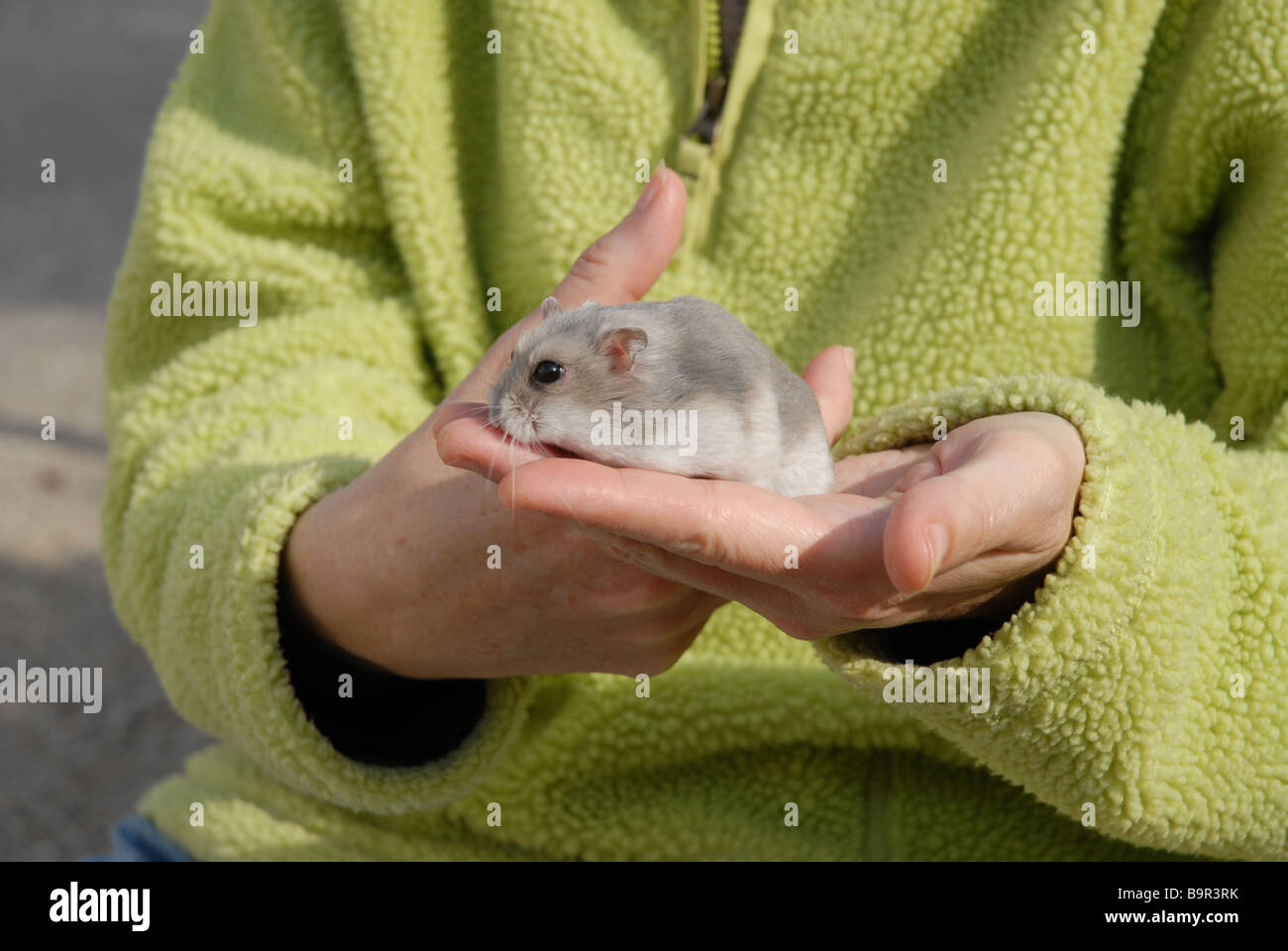 Woman holding pet hamster nain russe Banque D'Images