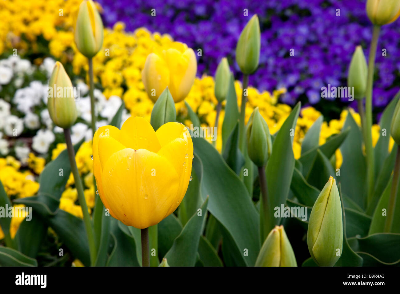 Tulipes jaunes Banque D'Images