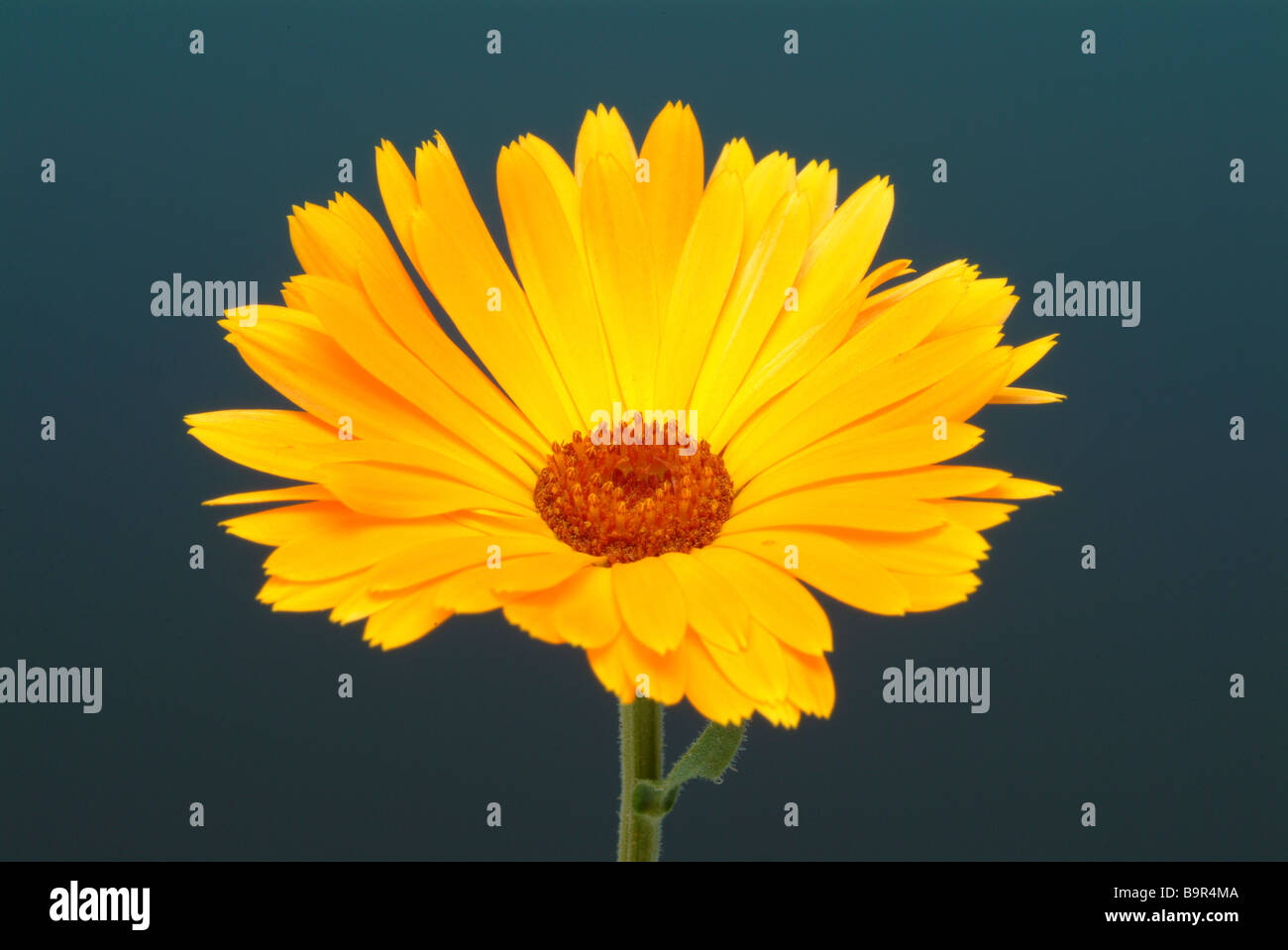 Blossom de la plante médicinale Calendula Calendula officinalis Ringelblume Banque D'Images