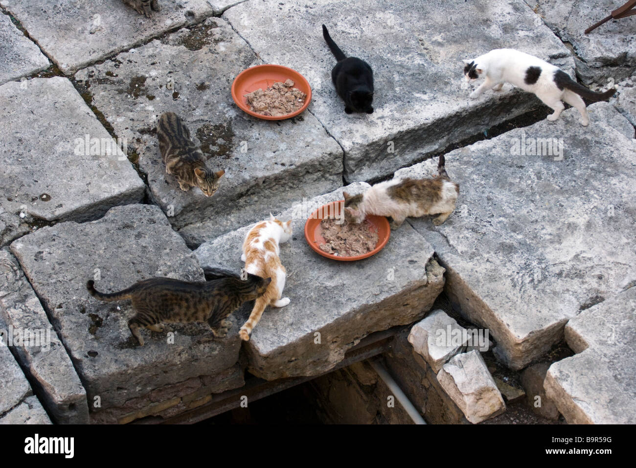 Les chats sauvages s'alimenter à la Piazza Argentina Rome Italie Banque D'Images