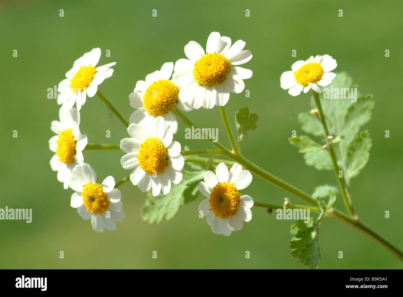 Plantes médicinales en fleurs chrysanthème-matricaire Fieberkraut Mutterkraut Tanacetum parthenium parthenium Banque D'Images