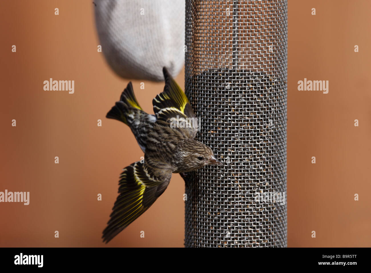 Tarin des pins Carduelis pinus pinus mâle agressif avec les ailes ouvertes dans l'affichage de la menace d'autres oiseaux de chasse convoyeur chardon Banque D'Images