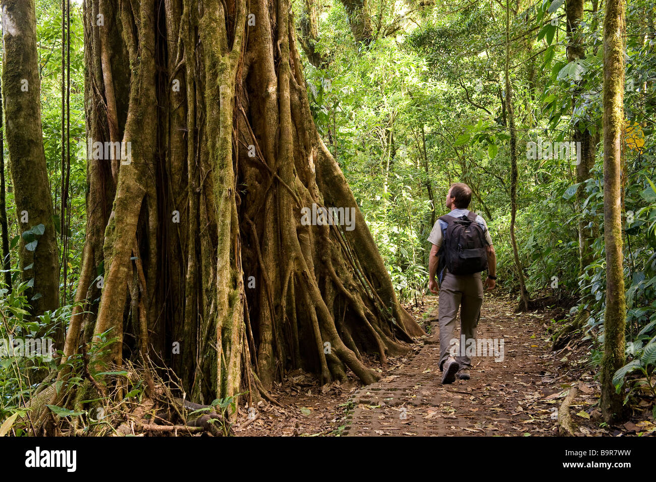 Costa Rica, province de Puntarenas, Monteverde, Reserva Biologica del ...