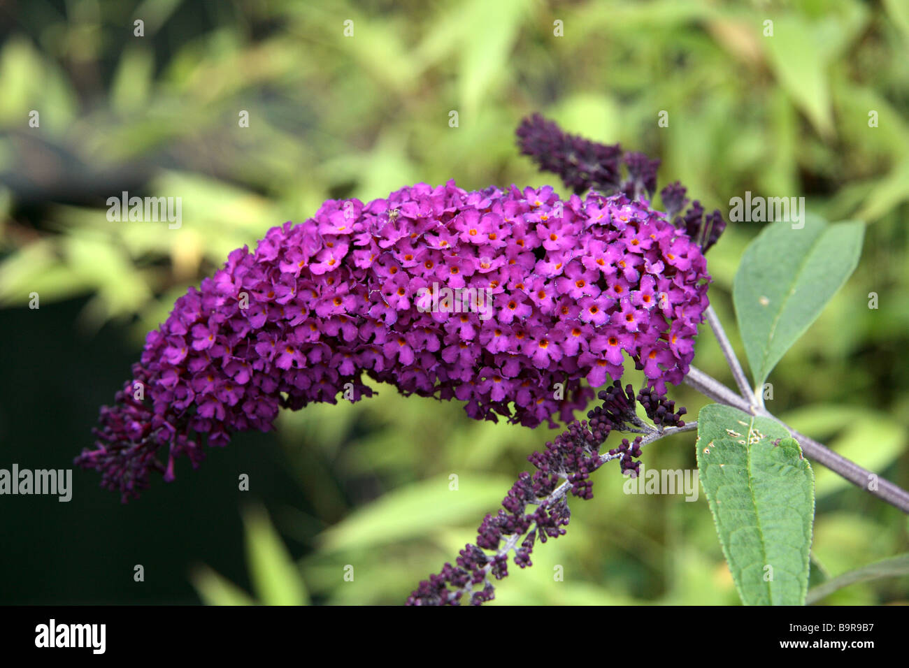 Buddleia violet foncé. Banque D'Images