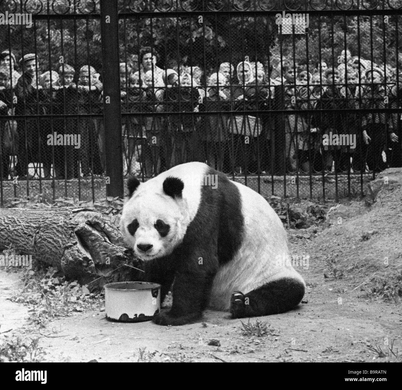 Le zoo de Moscou visiteurs admirer un panda géant nommé Chi Chi Banque D'Images