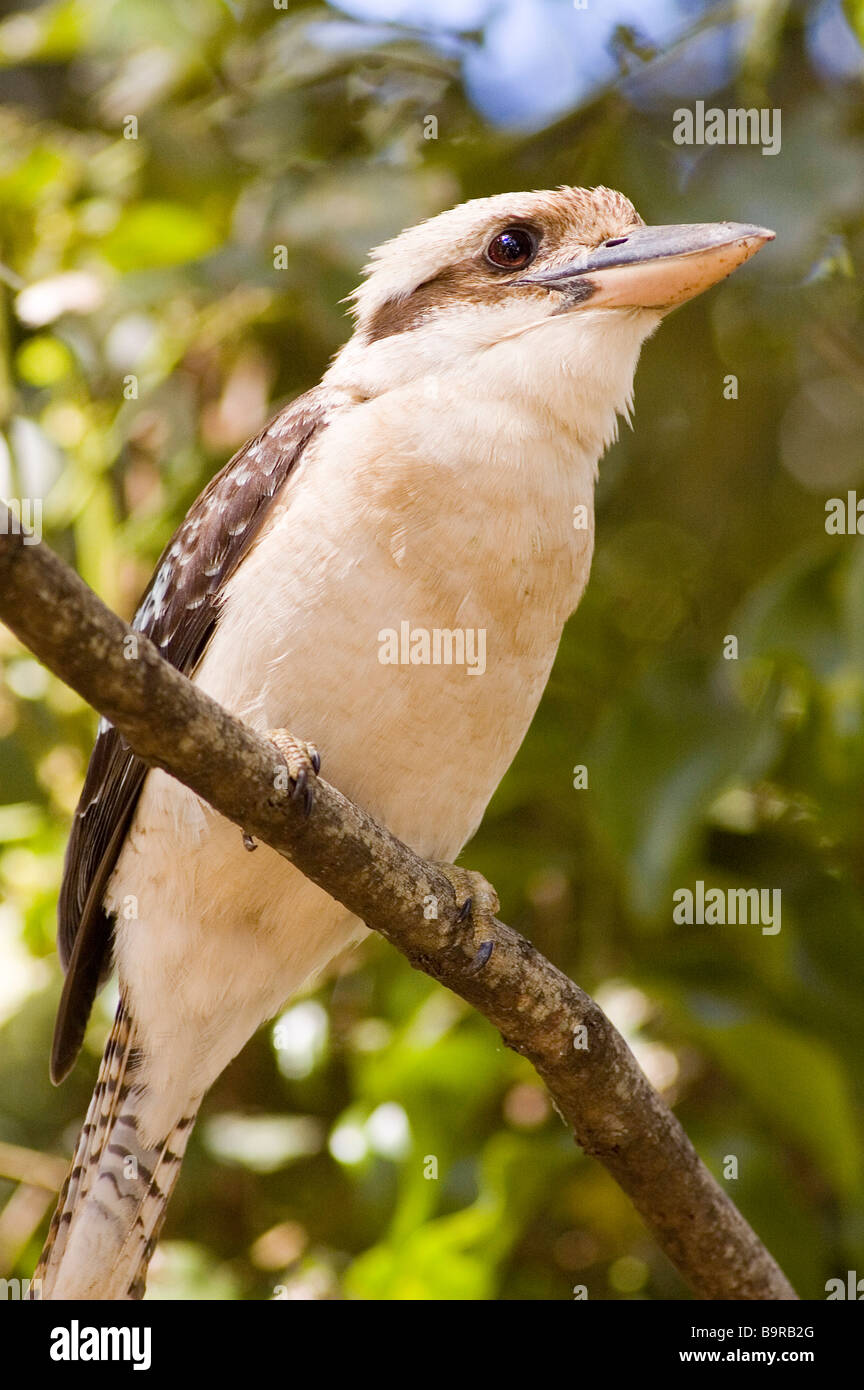 Laughing Kookaburra Dacelo novaeguineae) (perché dans un arbre à Airlie Beach, Queensland, Australie Banque D'Images