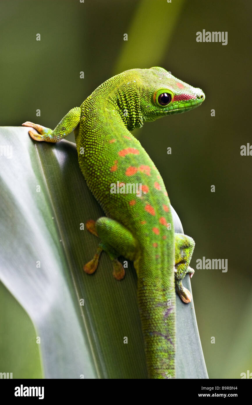 Gecko vert à la feuille Banque D'Images