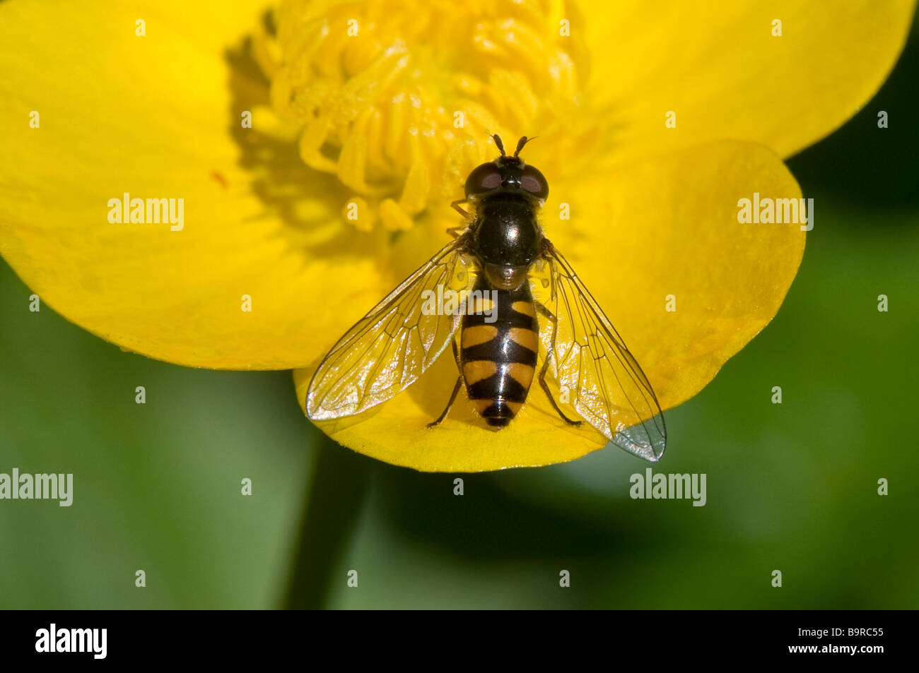 Elangyna viridiceps "hover fly' gros plan sur buttercup Banque D'Images