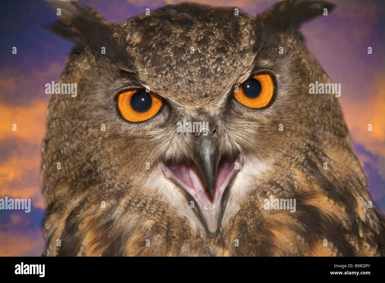 Le Grand Owl (Bubo Bubo) - close-up de c'est yeux orange avec un regard intense et des sons au crépuscule Banque D'Images