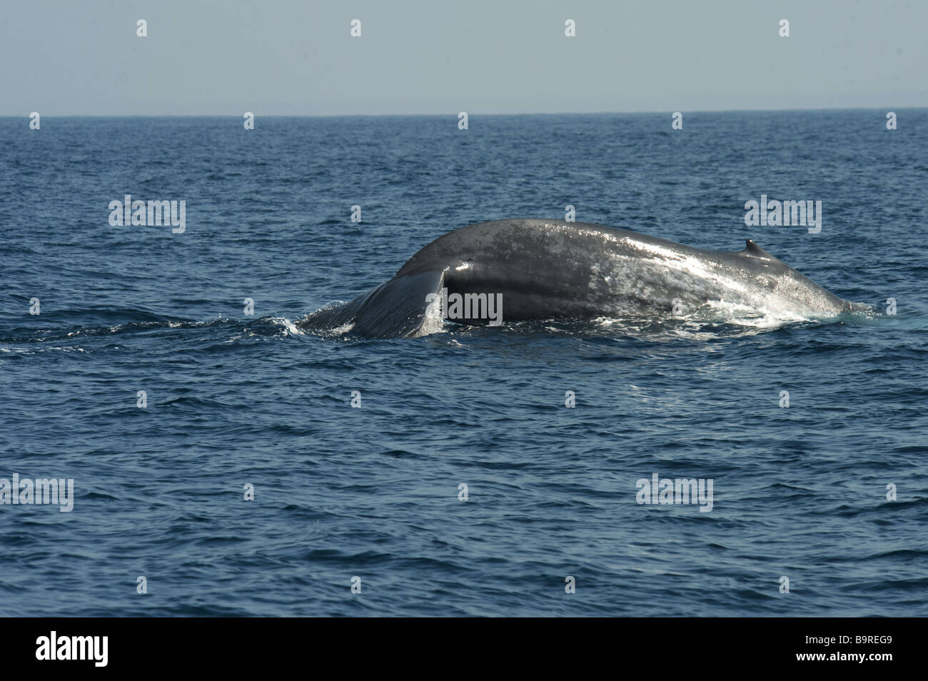 La baleine bleue sur la surface à propos de Sound, queue levée Balaenoptera musculus brevicauda de l'Océan Indien, au large de l'Asie Sri Lanka Banque D'Images
