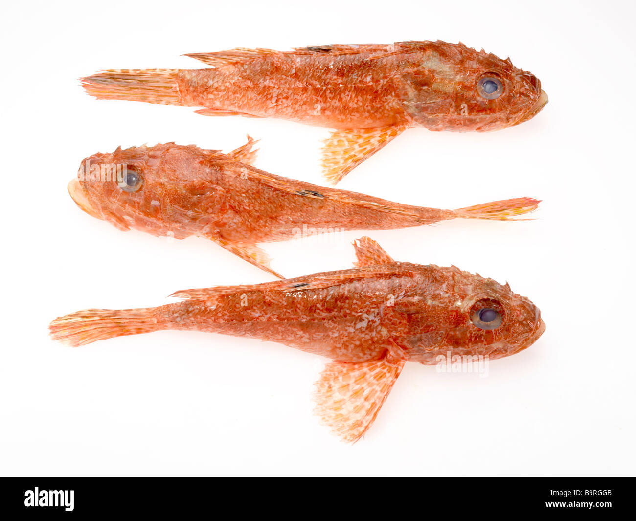 3 poissons Scorpion Banque D'Images