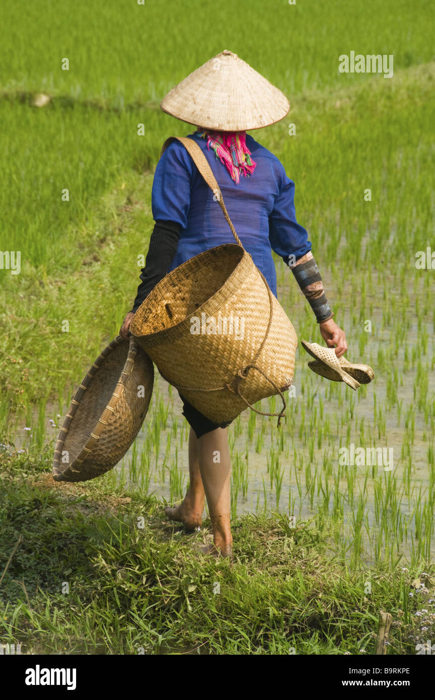 Agriculteur dans le champ de riz près de Sapa Vietnam Banque D'Images