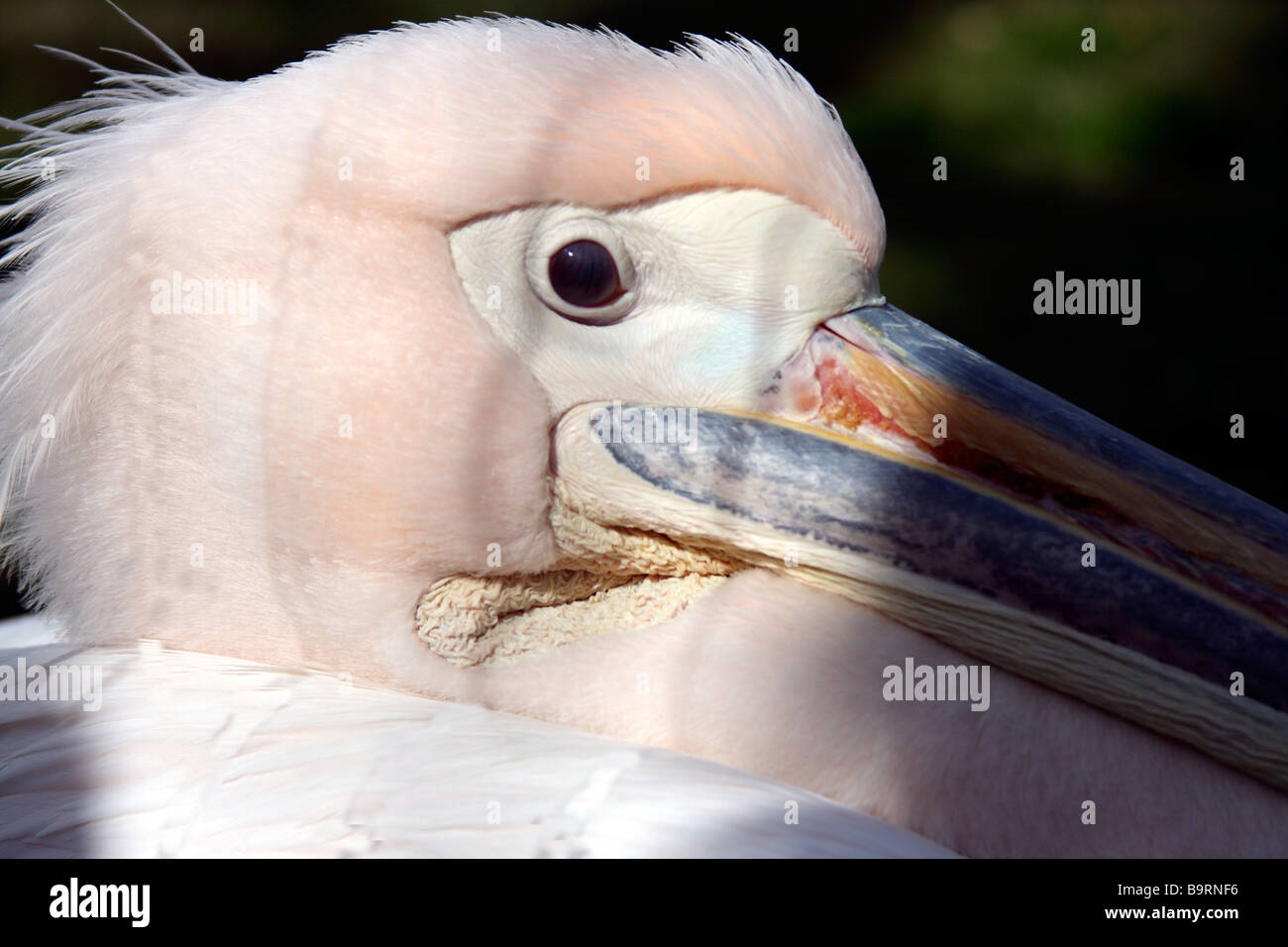 Pelican close up Banque D'Images