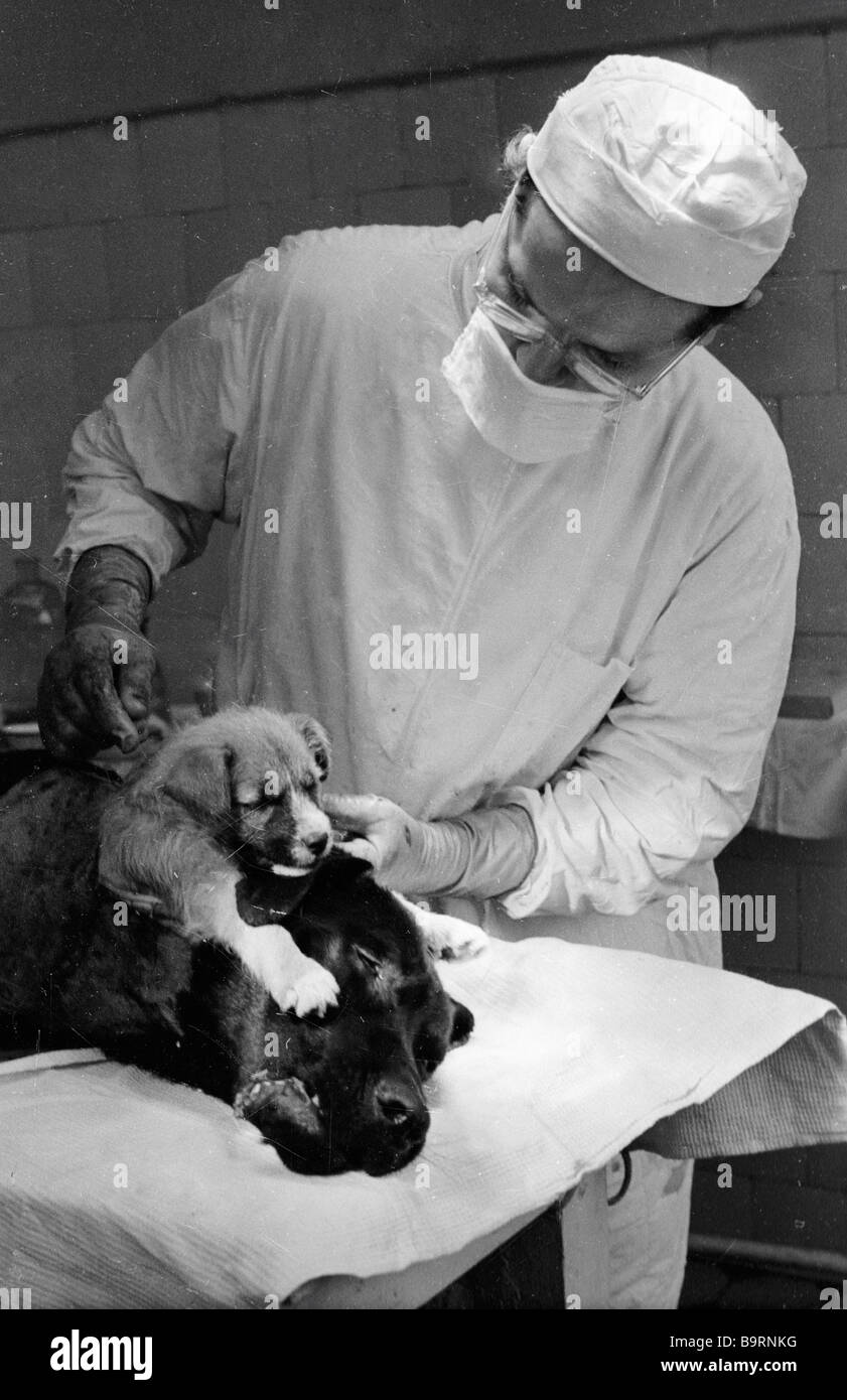 Le professeur Vladimir Demikhov examine un chien à deux têtes après chirurgie de transplantation
