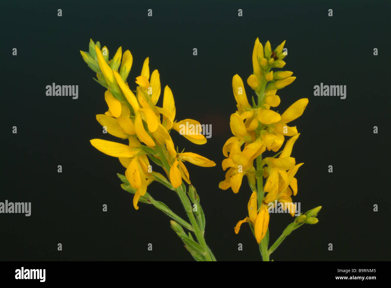 Blossom de la plante médicinale Ginster genista tinctoria genêt Banque D'Images