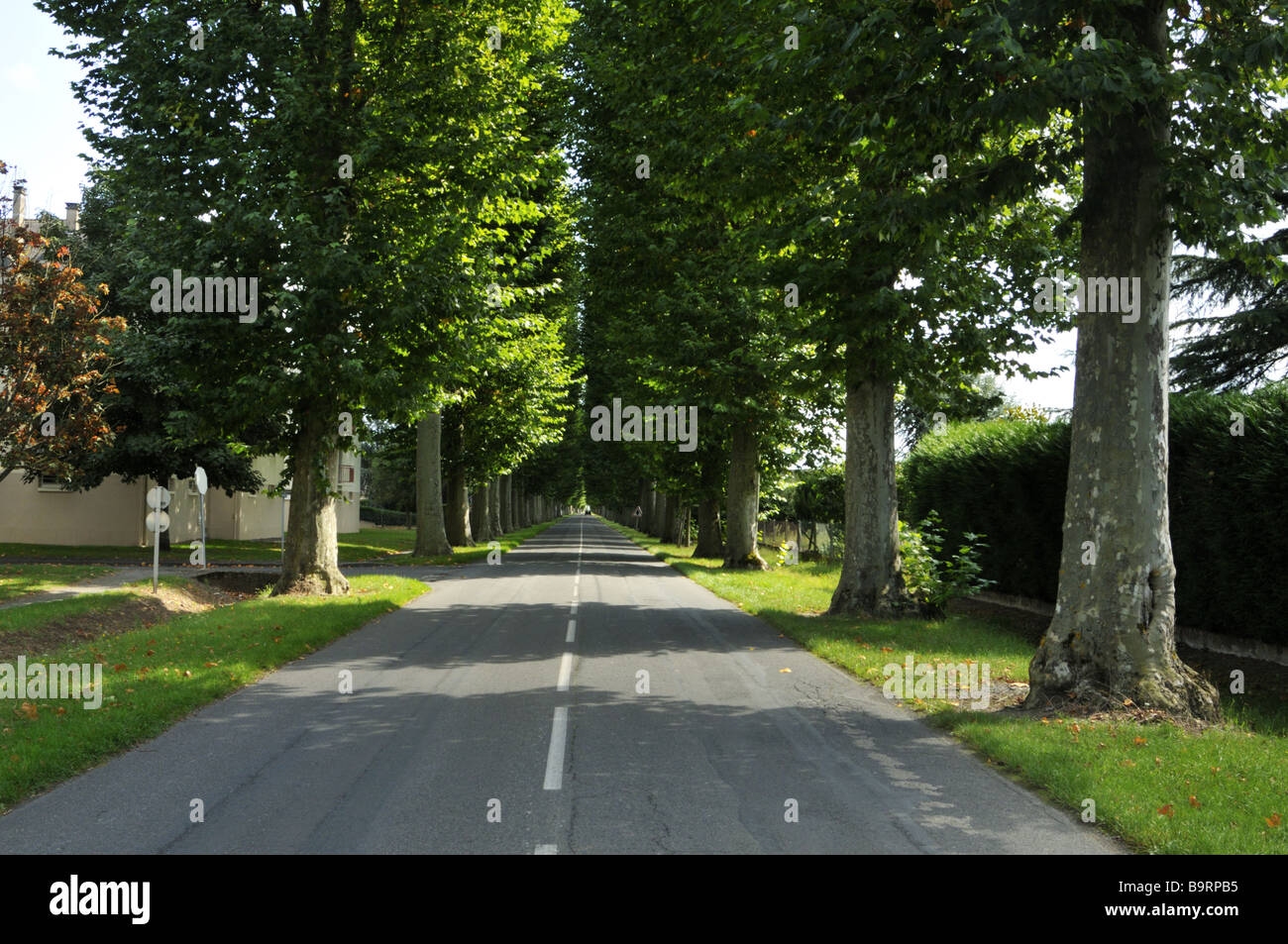 Avenue des arbres Banque D'Images