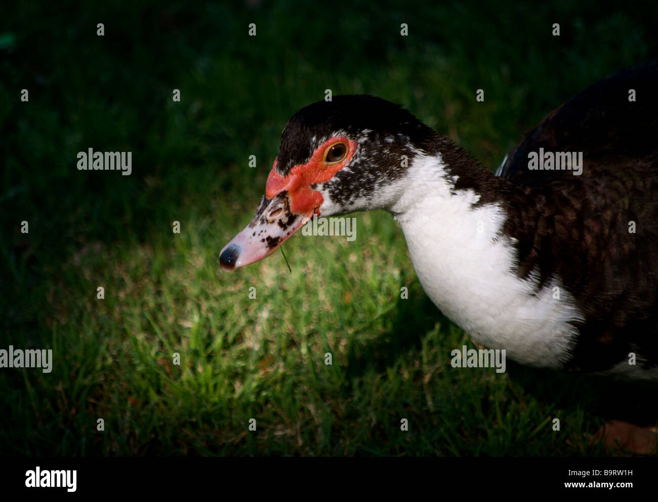 Canard de Barbarie femelles Banque D'Images