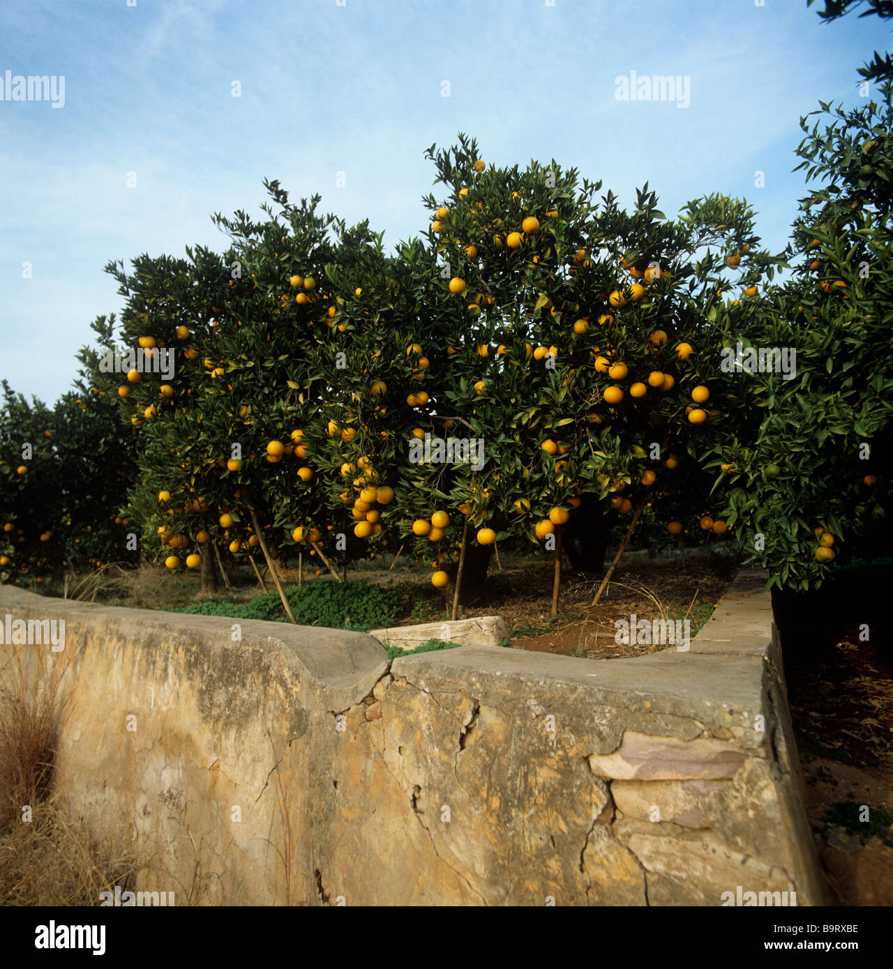 Orangers dans un verger avec fruits mûrs près de Valence Espagne Banque D'Images