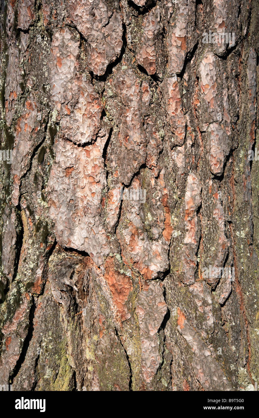 Détail de l'écorce de pin sylvestre, Pinus sylvestris Photo Stock Alamy