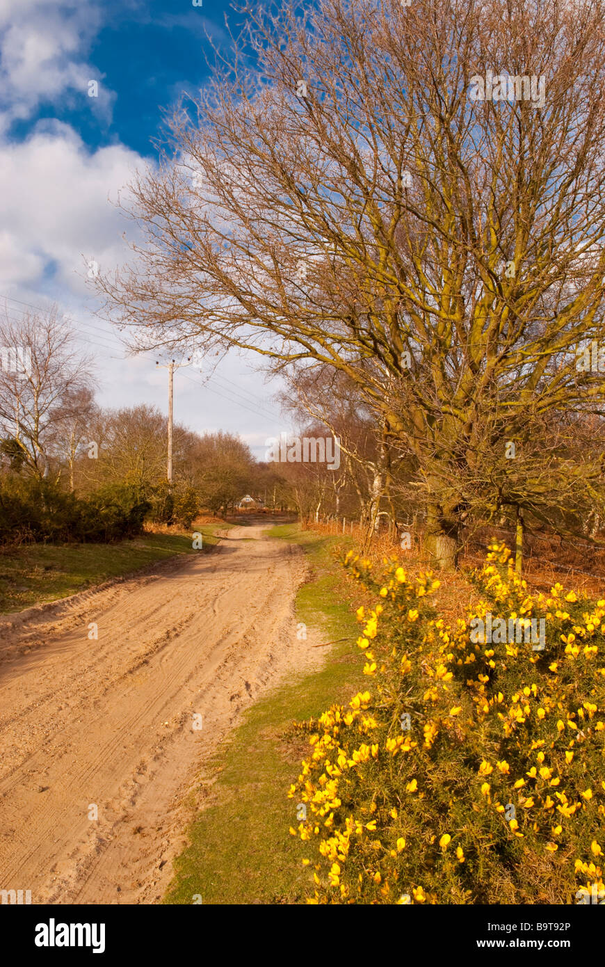 Une vue le long de la réserve naturelle nationale de marche Walberswick Banque D'Images