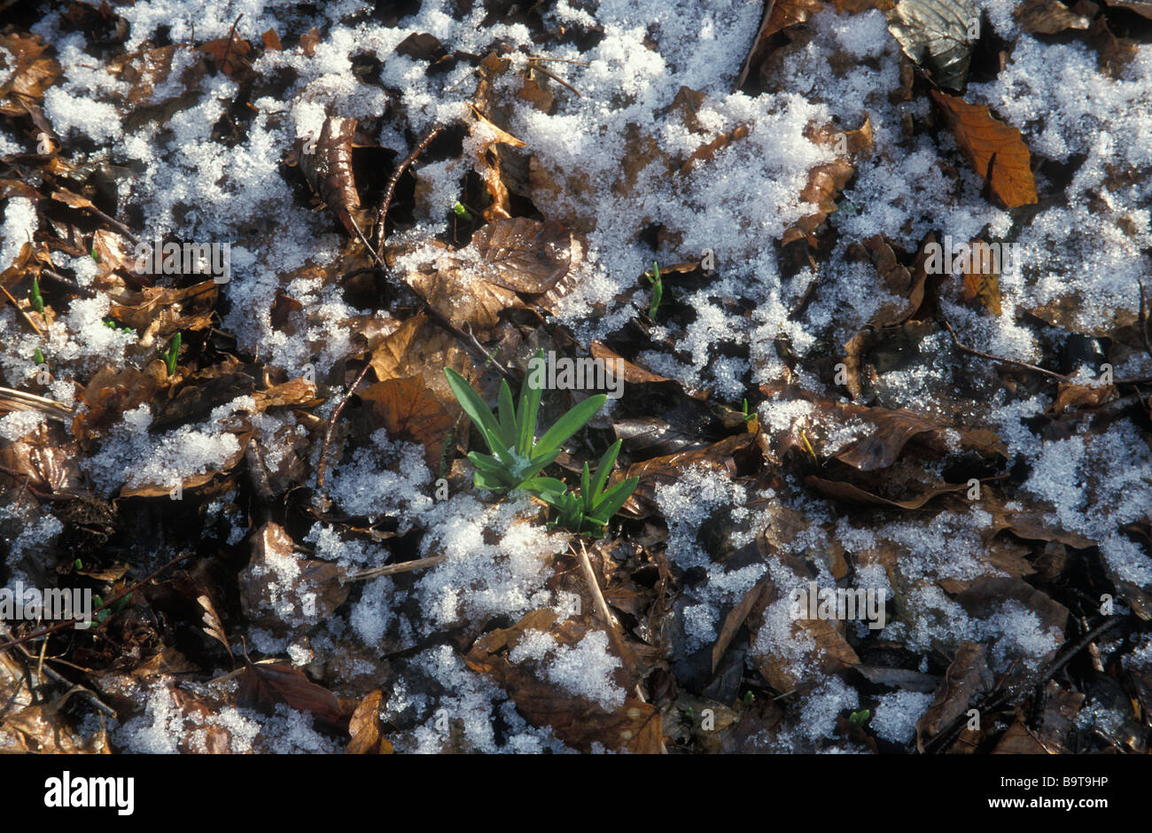 De nouvelles pousses vertes de perce-neige de woodland germination marbre recouvert de neige Banque D'Images