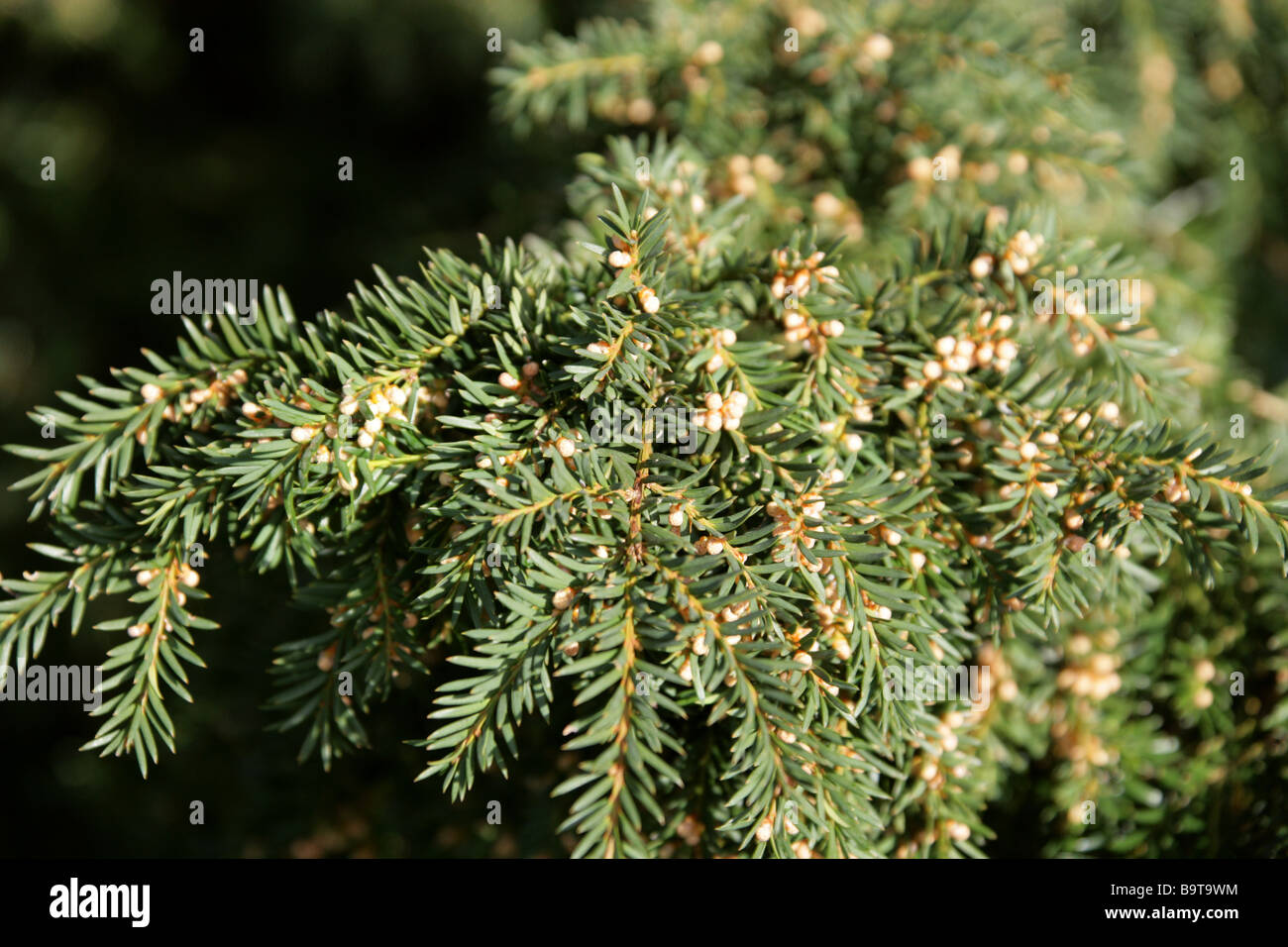 English If, Taxus baccata, Taxaceae, l'Europe centrale Banque D'Images