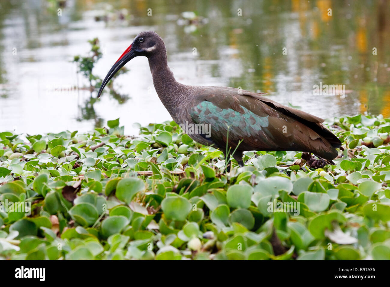 Ibis hagedash se nourrir dans le lac Naivasha Banque D'Images