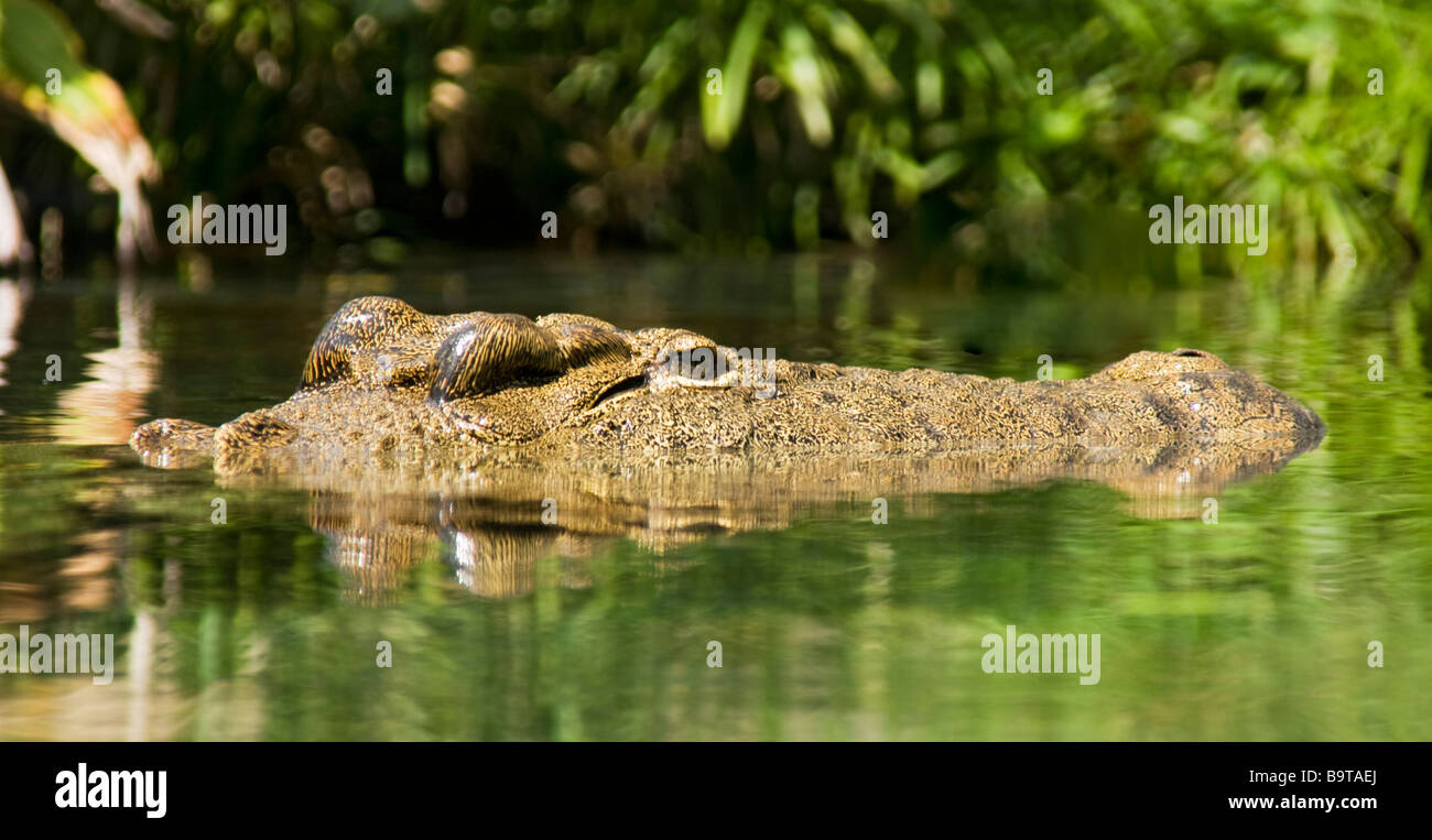 Crocodile du Nil submergé dans l'eau,Floride,USA Banque D'Images