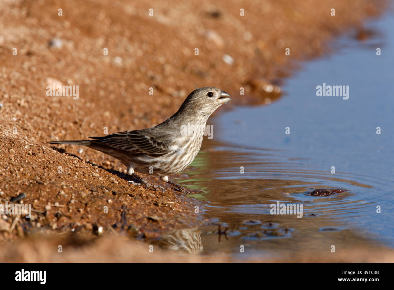 Roselin familier Carpodacus mexicanus femme hiver Arizona USA Banque D'Images