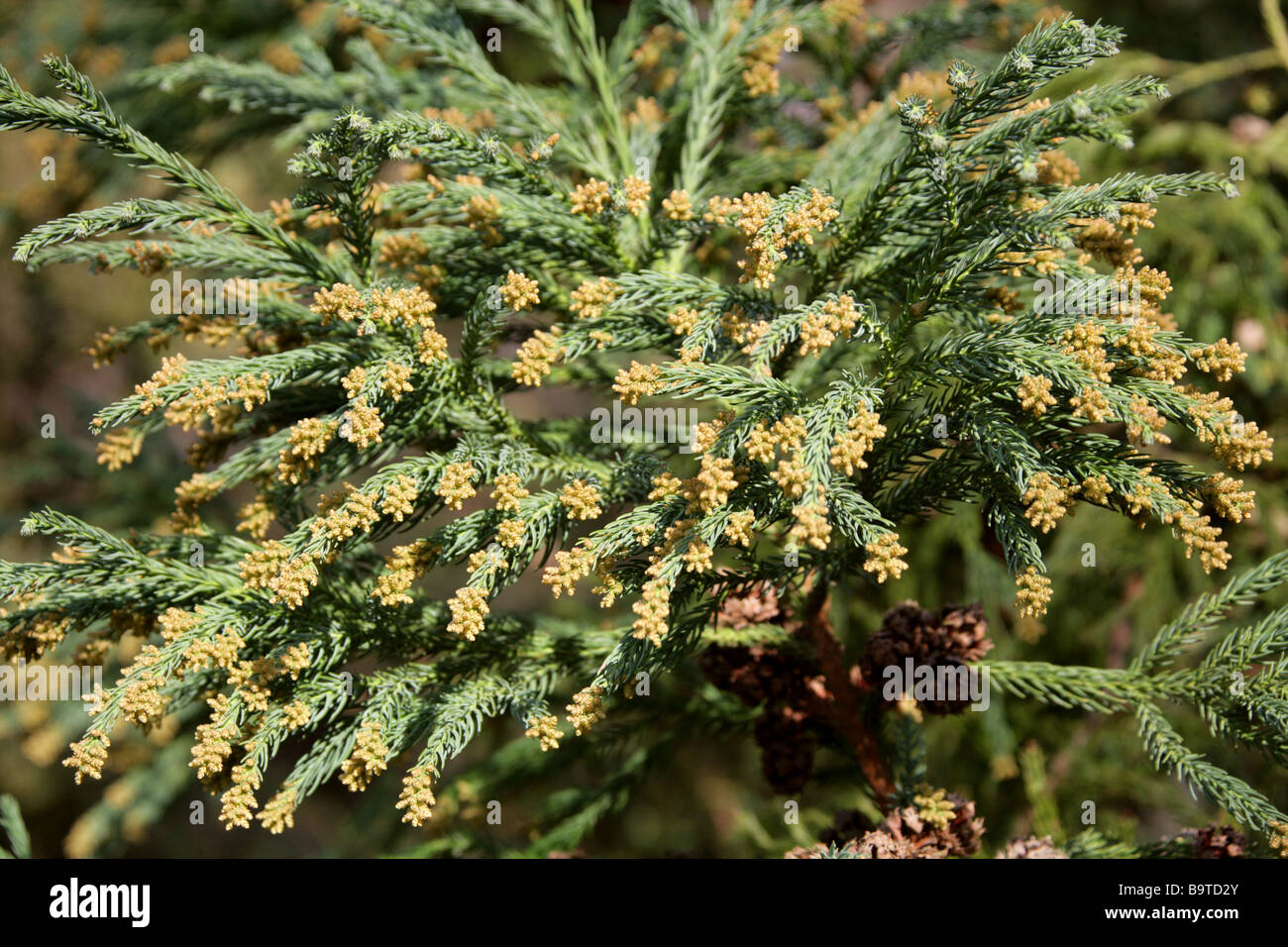 Cèdre du Japon, Cryptomeria japonica, Cupressaceae , Japon Banque D'Images