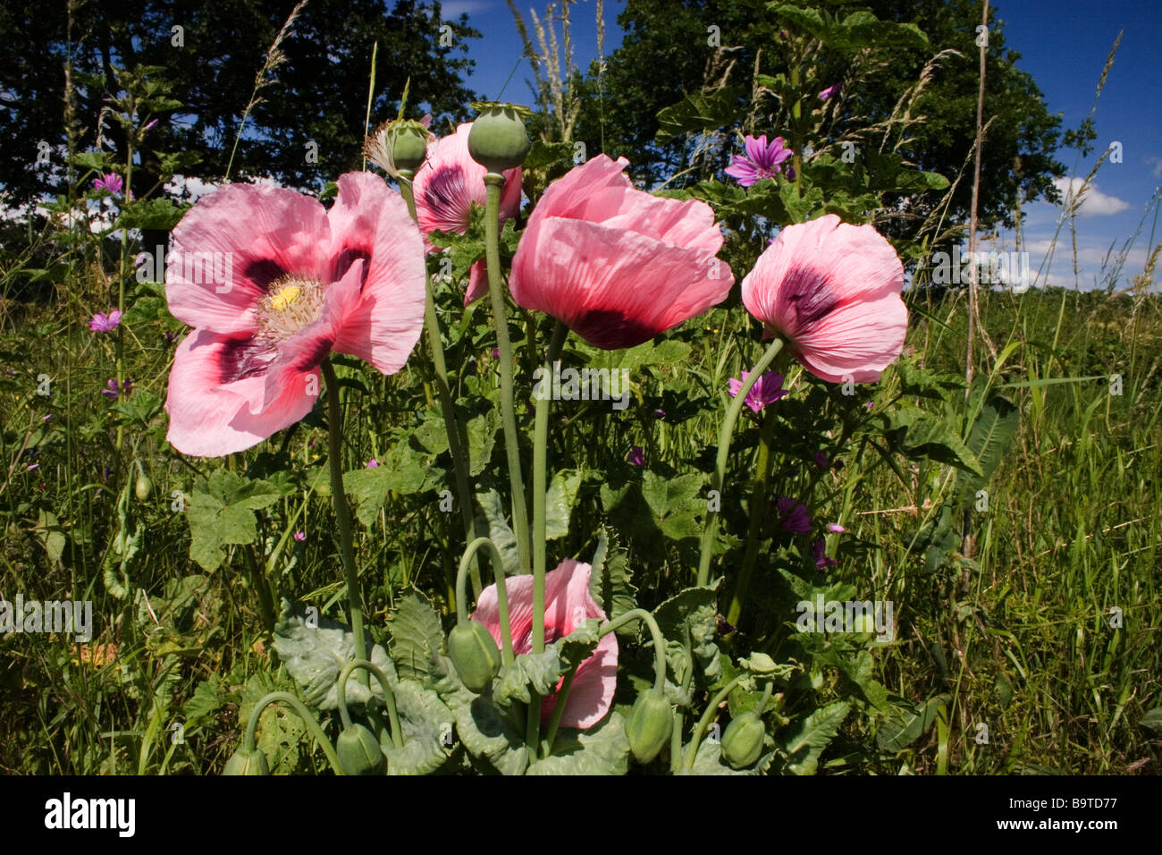 Floraison rose coquelicots poussant sur la bande de champ de maïs Essex Banque D'Images